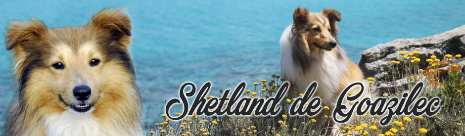 Les Shetland de Goazilec en Bretagne