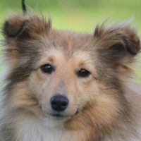 Portrait de Gavotte de Goazilec