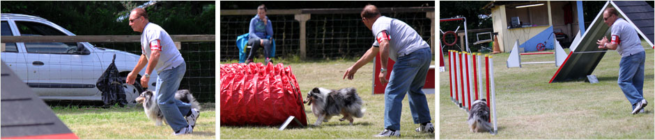 Sheltie de Goazilec en agility Sheltie de Goazilec en agility