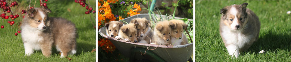 chiots et portees de shetland chez Goazilec