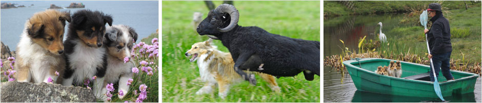 Bergers des Shetland de Goazilec Bergers des Shetland de Goazilec