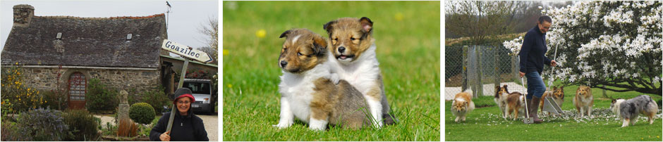 Elevage de bergers des Shetland de Goazilec Elevage de bergers des Shetland de Goazilec