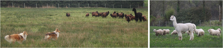 Elevage de shelties de Goazilec Elevage de shelties de Goazilec