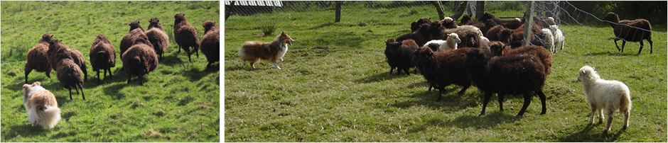 Sheltie de Goazilec au troupeau Sheltie de Goazilec au troupeau