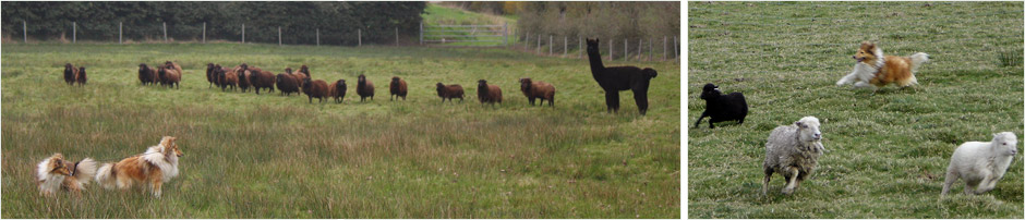 Shetland de Goazilec au travail sur moutons Shetland de Goazilec au travail sur moutons