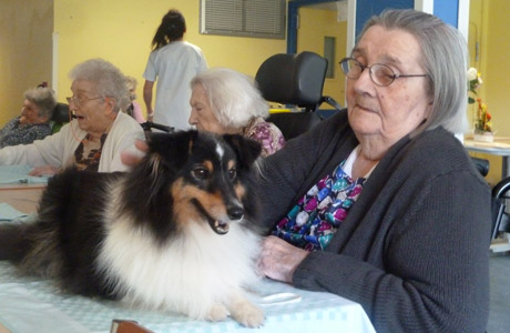 Shetland de Goazilec chien visiteur