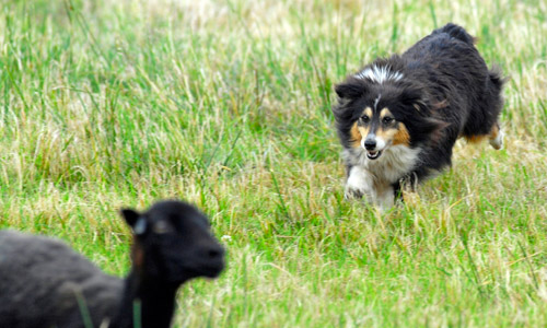 Sheltie de Goazilec au troupeau